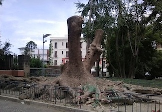 Decapitata la storica Fitolacca di piazza Lauro