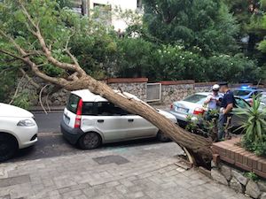 Paura a parco Tasso: cade albero gigante su una macchina in sosta -foto&video-