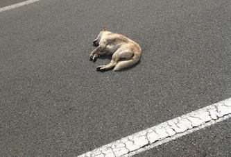 Via degli Aranci: investe un cane davanti al padrone e poi scappa