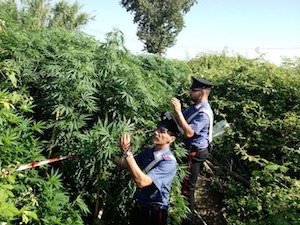 Piantagione di cannabis scoperta a Gragnano