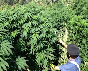 Scoperte nuove piantagioni di cannabis