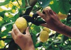 Ladro di limoni arrestato a Vico Equense