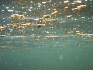 Microalga tossica nel mare di Vico Equense, è allarme