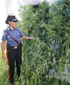 Ancora una piantagione di marijuana scoperta a Vico Equense