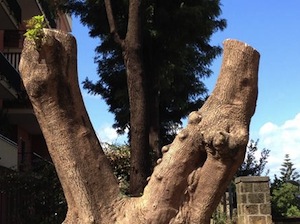 Tenta di rinascere la fitolacca di piazza Lauro