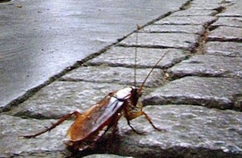 Allarme scarafaggi nel centro di Piano di Sorrento