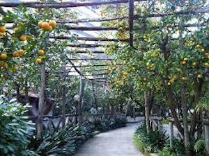 Agrumeti tipici, un sostegno per gli agricoltori di Sorrento e dintorni