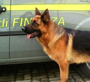 Pusher incastrato dal cane antidroga all’uscita della Circum