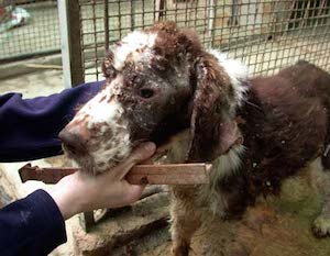 Animali maltrattati a Sant’Agnello, una petizione