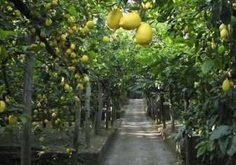 Olio e limoni di Sorrento tracciabili e sicuri con la blockchain