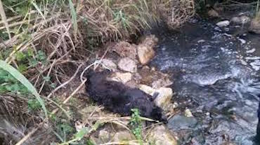 Cane finisce nel rivolo, salvato dai pompieri