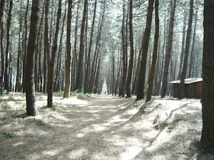 Nuova vita per la pineta Le Tore di Sorrento grazie a 2 sponsor