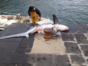 Squalo nella rete dei pescatori di Marina Grande