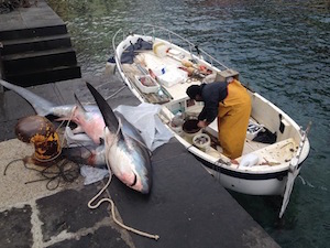 Denunciato il pescatore dello squalo volpe di Marina Grande