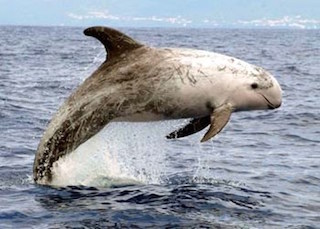 Delfino nelle acque di Castellammare