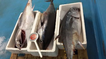 La Guardia Costiera sequestra 1500 chili di tonno rosso