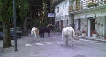 Cavalli ed asini randagi sul Faito, si cercano i proprietari
