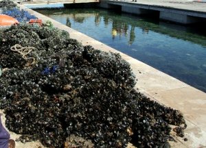 Oltre 15 tonnellate di cozze sequestrate in Provincia di Napoli