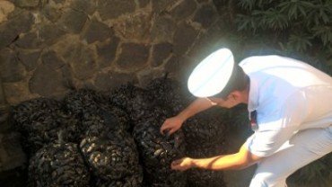 Allarme Epatite A a Napoli, stop consumo frutti di mare crudi