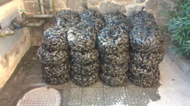 500 chili di cozze sequestrate in Provincia di Napoli