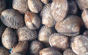 Un quintale e mezzo di molluschi sequestrati in una pescheria di Piano