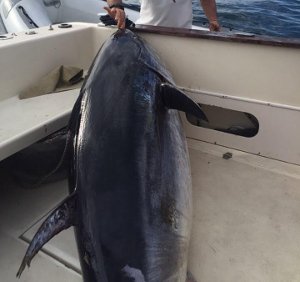 Tonno da record pescato in penisola