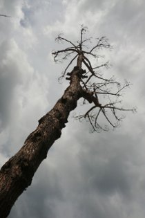 Continua il massacro di alberi in penisola sorrentina