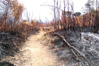 Cosa c’è dietro gli incendi di Monte Faito?