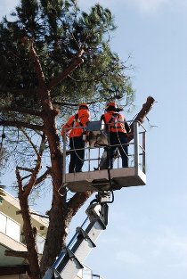 Potatura alberi, lunedì niente sosta nei pressi del cimitero