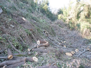 La Curia ordina di abbattere un intero bosco, la denuncia del Wwf