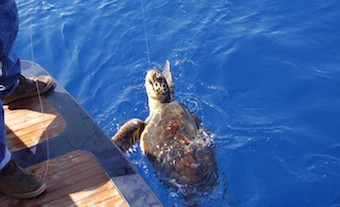 Nel mare della costiera salvate sei tartarughe in sei giorni