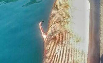 Balena morta rinvenuta nelle acque di Vico Equense