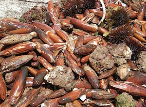 Pescatori di frodo di datteri bloccati a Sorrento