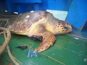 Strage di tartarughe, allarme per la salute del mare del golfo