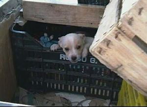 Garage-lager per cuccioli di cane scoperto a Piano di Sorrento