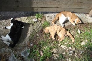 Strage di gatti a Sorrento, forse sterminata l’intera colonia