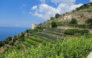 Nasce il Distretto Agroalimentare di Qualità del Limone Costa d’Amalfi Igp