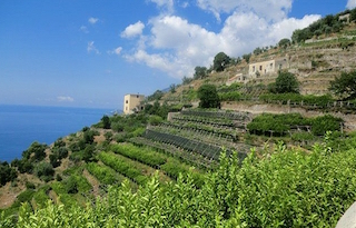 terrazzamenti-limoneti-costiera-amalfitana