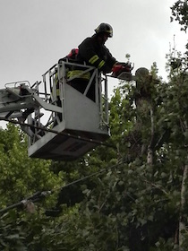 Albero rischia di cadere sulla strada, il sindaco ordina l’abbattimento