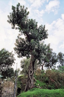 Abbattuto lo storico carrubo di Capodimonte, denuncia Wwf