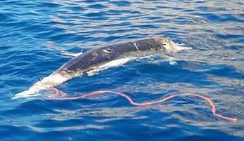 Delfino morto con una corda legata alla coda nelle acque di Capri