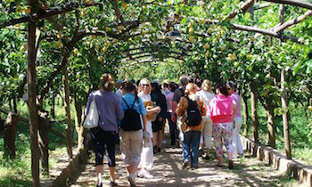 Tutto pronto per “Limoni in festa” a Massa Lubrense