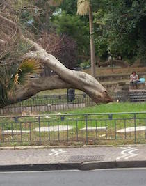 Un albero si schianta lungo i viali di piazza Lauro