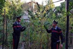 Cannabis tra i limoni, arrestato giardiniere di Piano di Sorrento