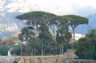 Alberi abbattuti a Villa Fondi, verifiche dei carabinieri forestali