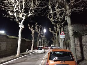 Sostituzione alberi nelle strade, limitazioni a transito e sosta