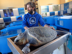 Un docufilm su tartarughe, inquinamento e golfo di Napoli