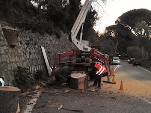 Addio al pino dell’Amalfitana, “una scultura dal tronco”