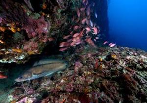 Al via le iscrizioni al corso di Biologia Marina del Parco di Punta Campanella