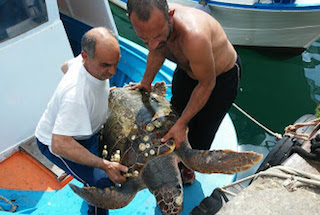 Tartaruga gigante salvata dagli operatori del Parco di Punta Campanella